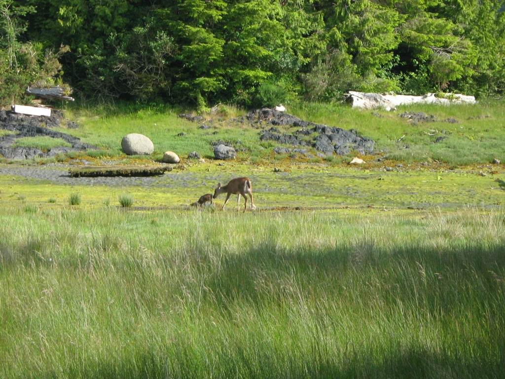 Waters Edge Shoreside Suites Ucluelet Luaran gambar